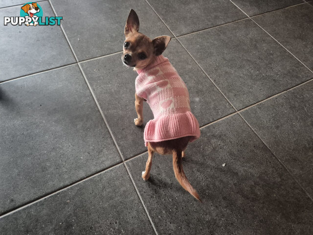 Tiny Deer Head Chihuahua female