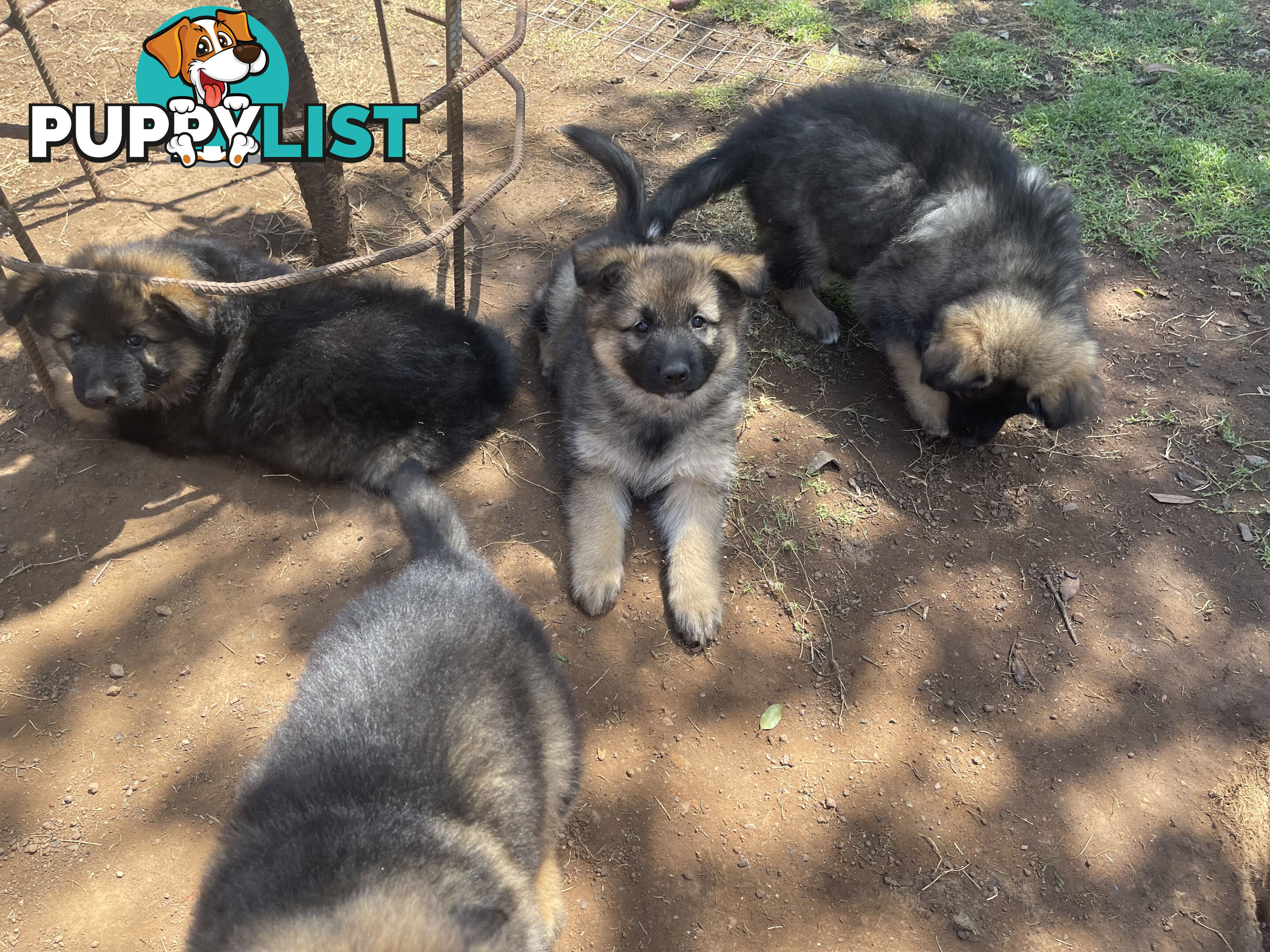 German Shepherd puppies