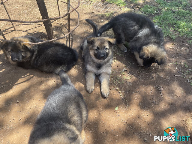 German Shepherd puppies