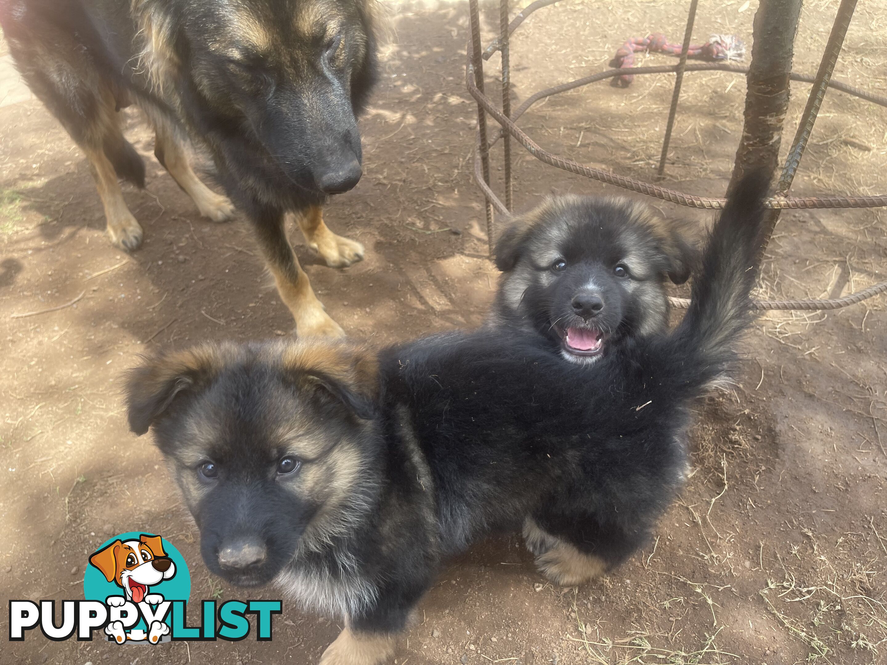 German Shepherd puppies