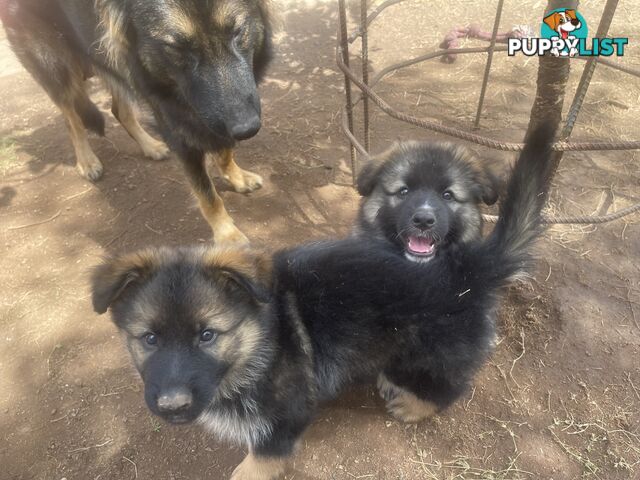 German Shepherd puppies