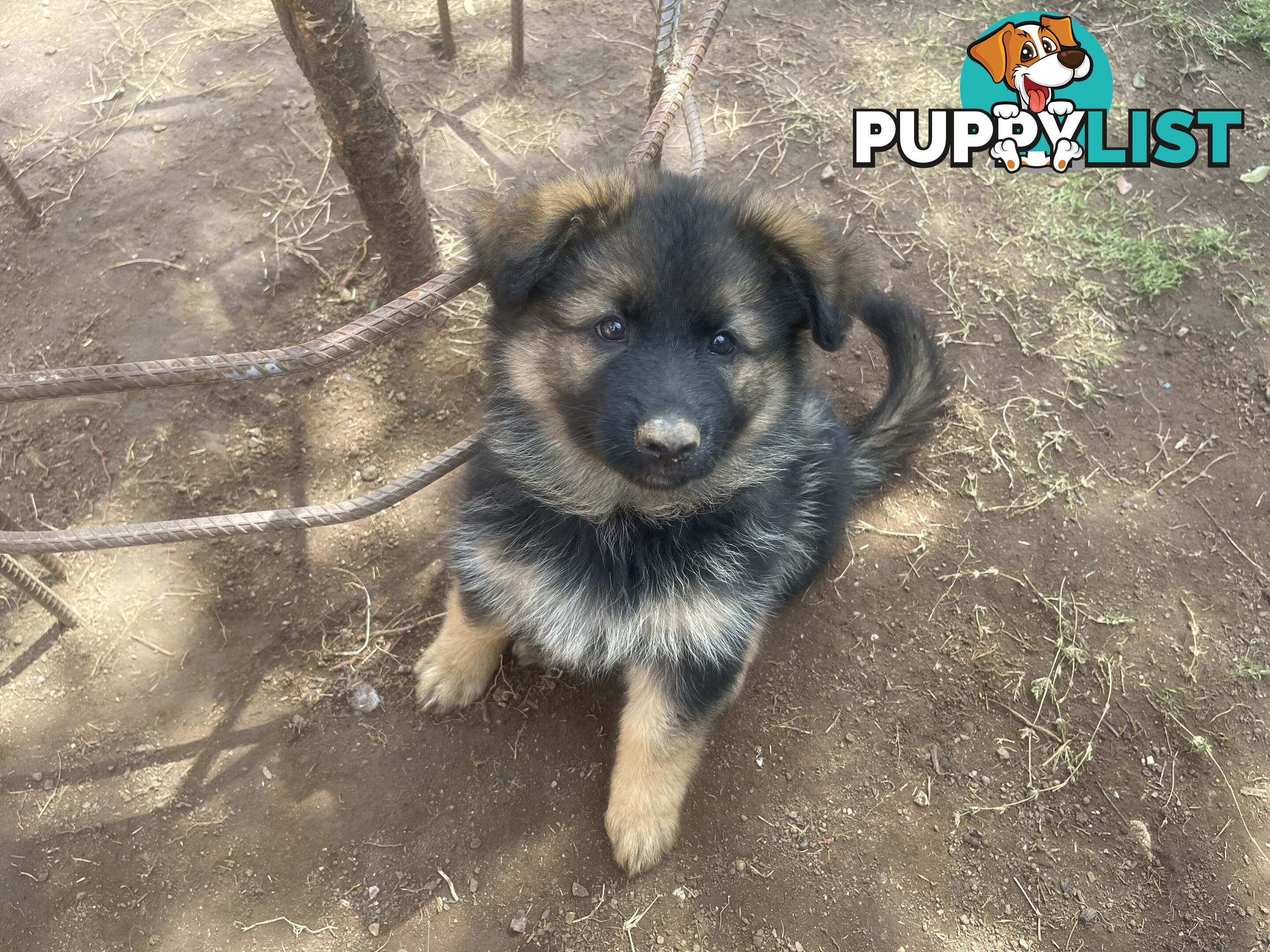 German Shepherd puppies