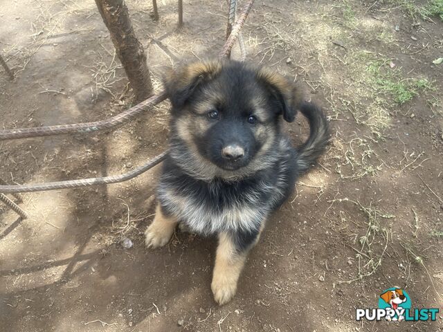 German Shepherd puppies