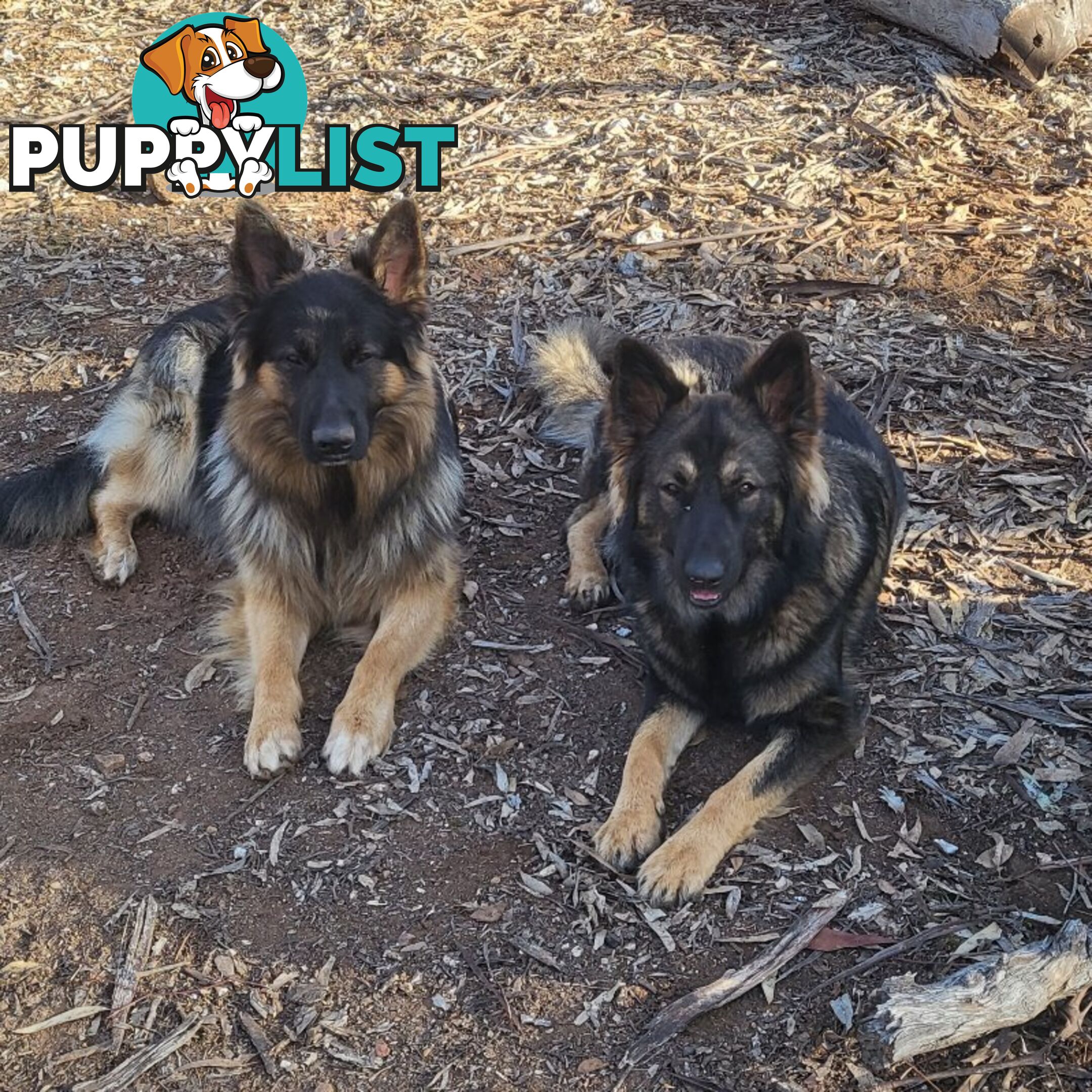 German Shepherd puppies