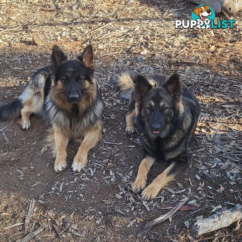 German Shepherd puppies