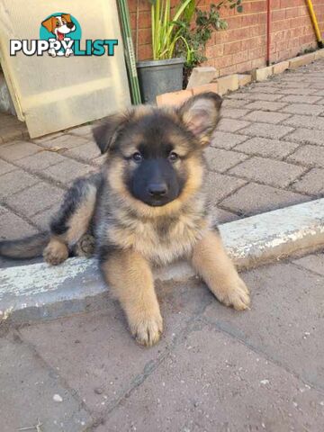 German Shepherd puppies