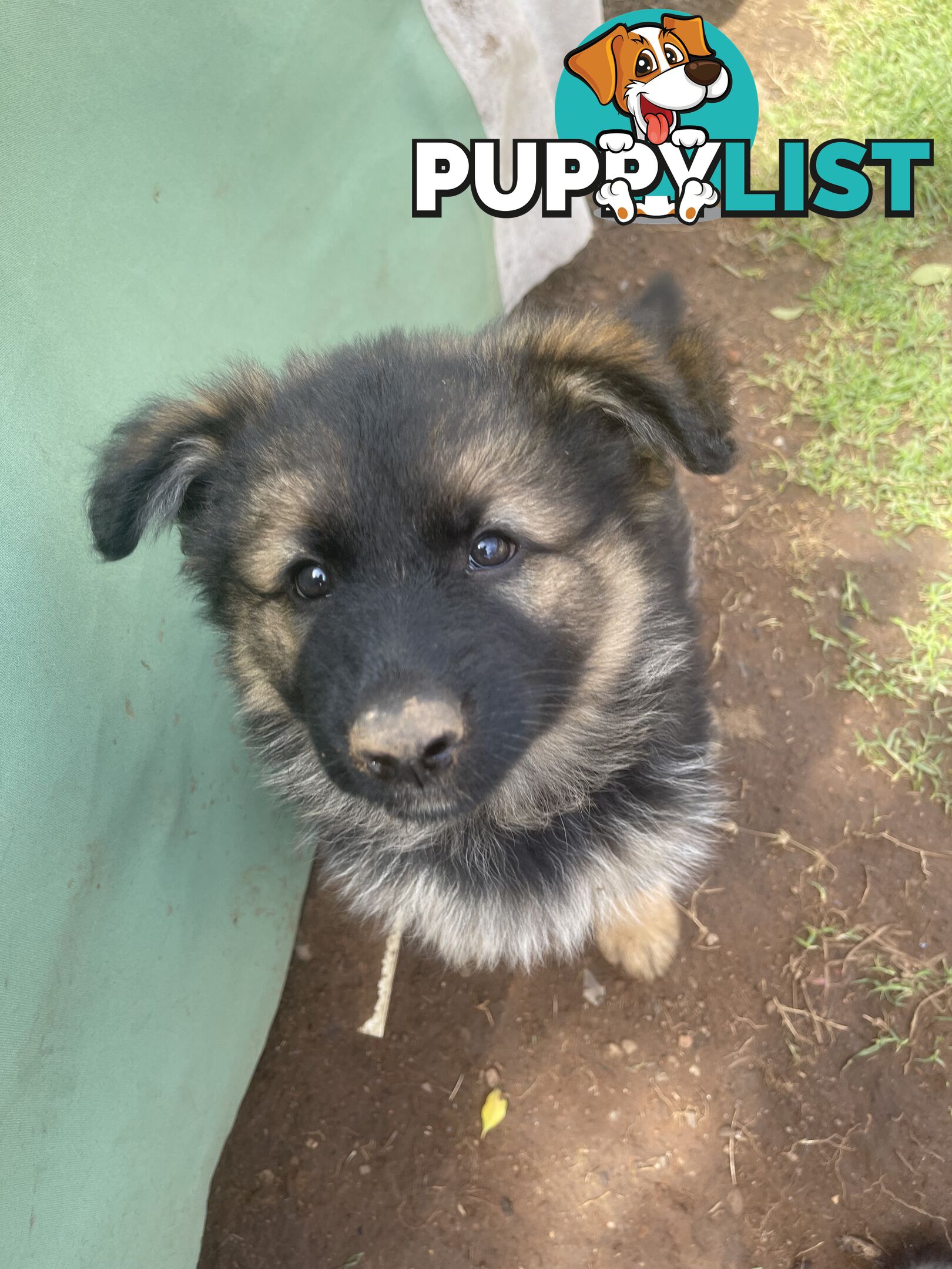 German Shepherd puppies