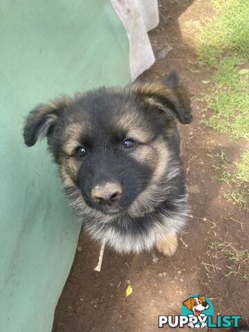 German Shepherd puppies