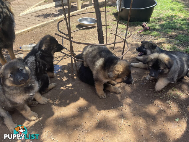 German Shepherd puppies