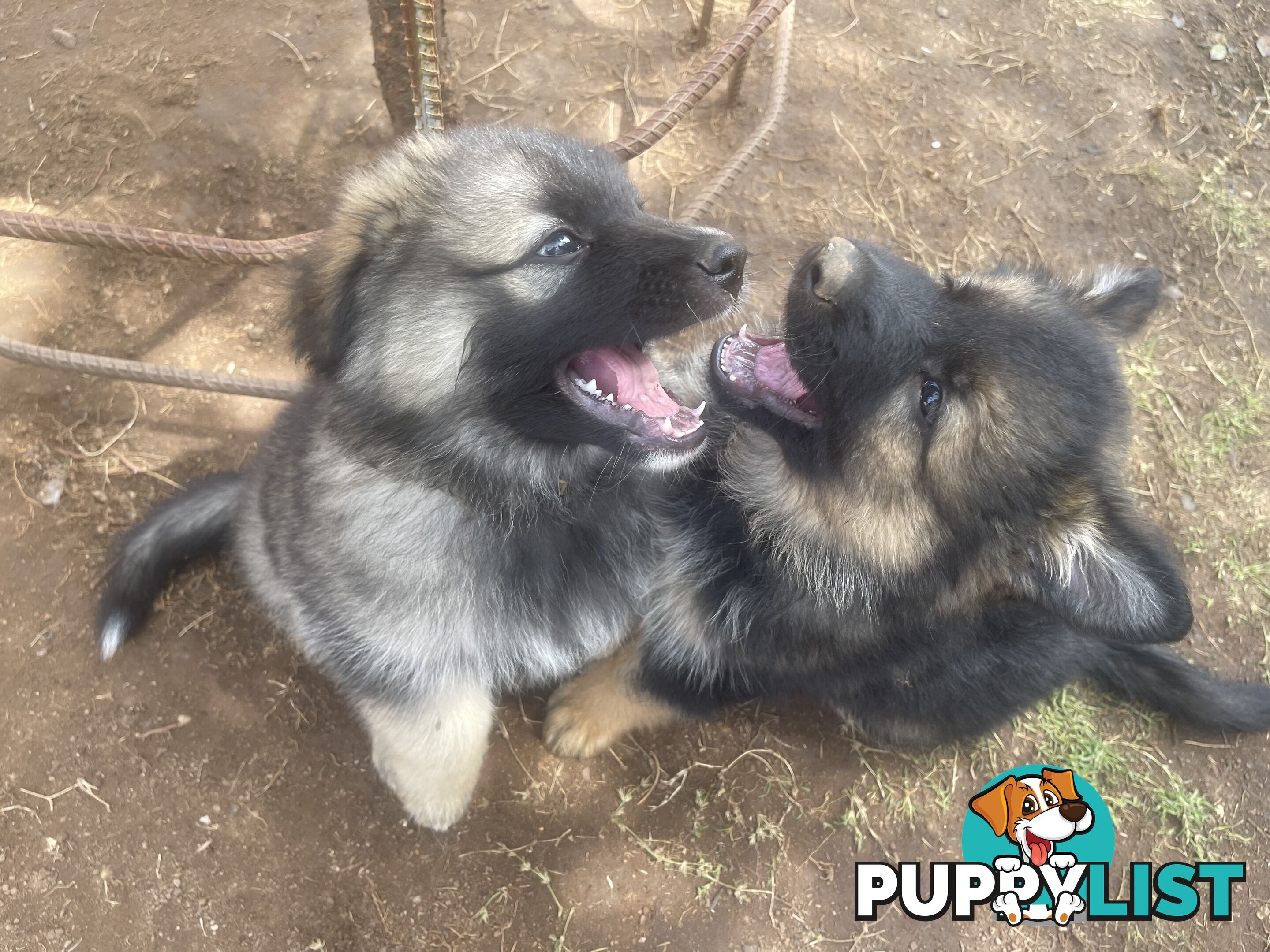 German Shepherd puppies