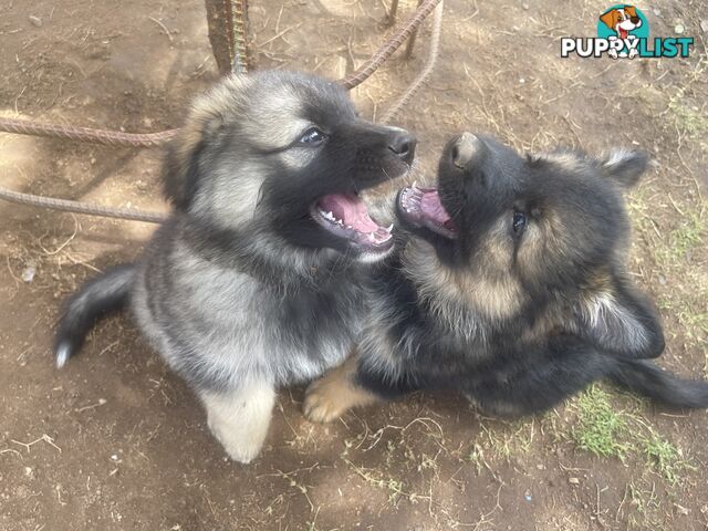 German Shepherd puppies