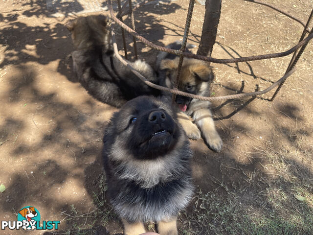 German Shepherd puppies