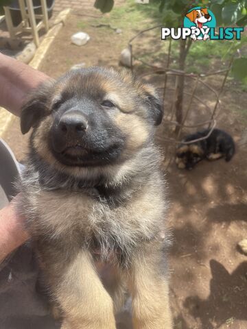 German Shepherd puppies