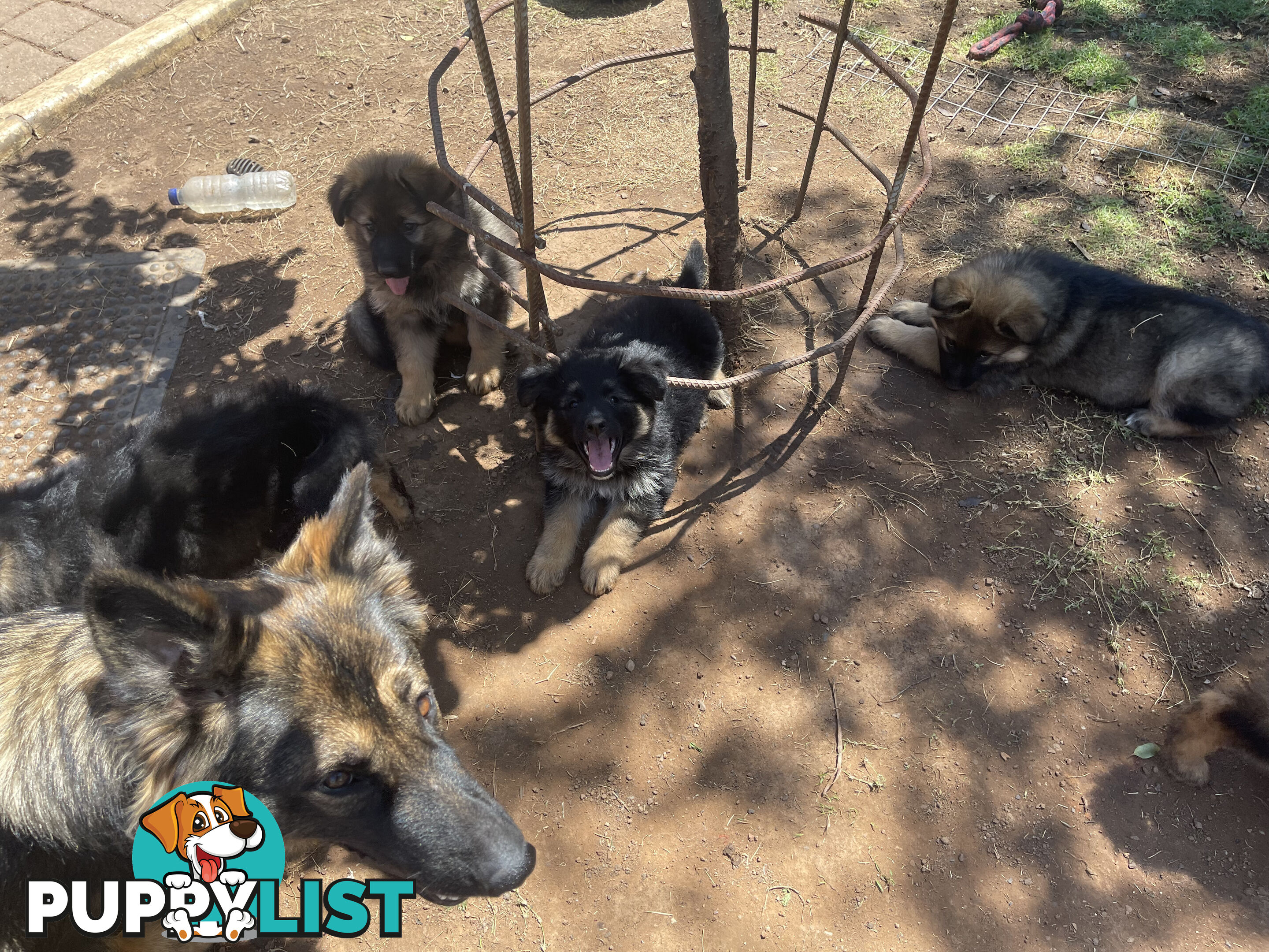 German Shepherd puppies