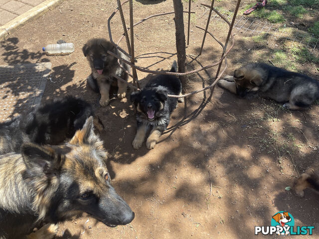 German Shepherd puppies