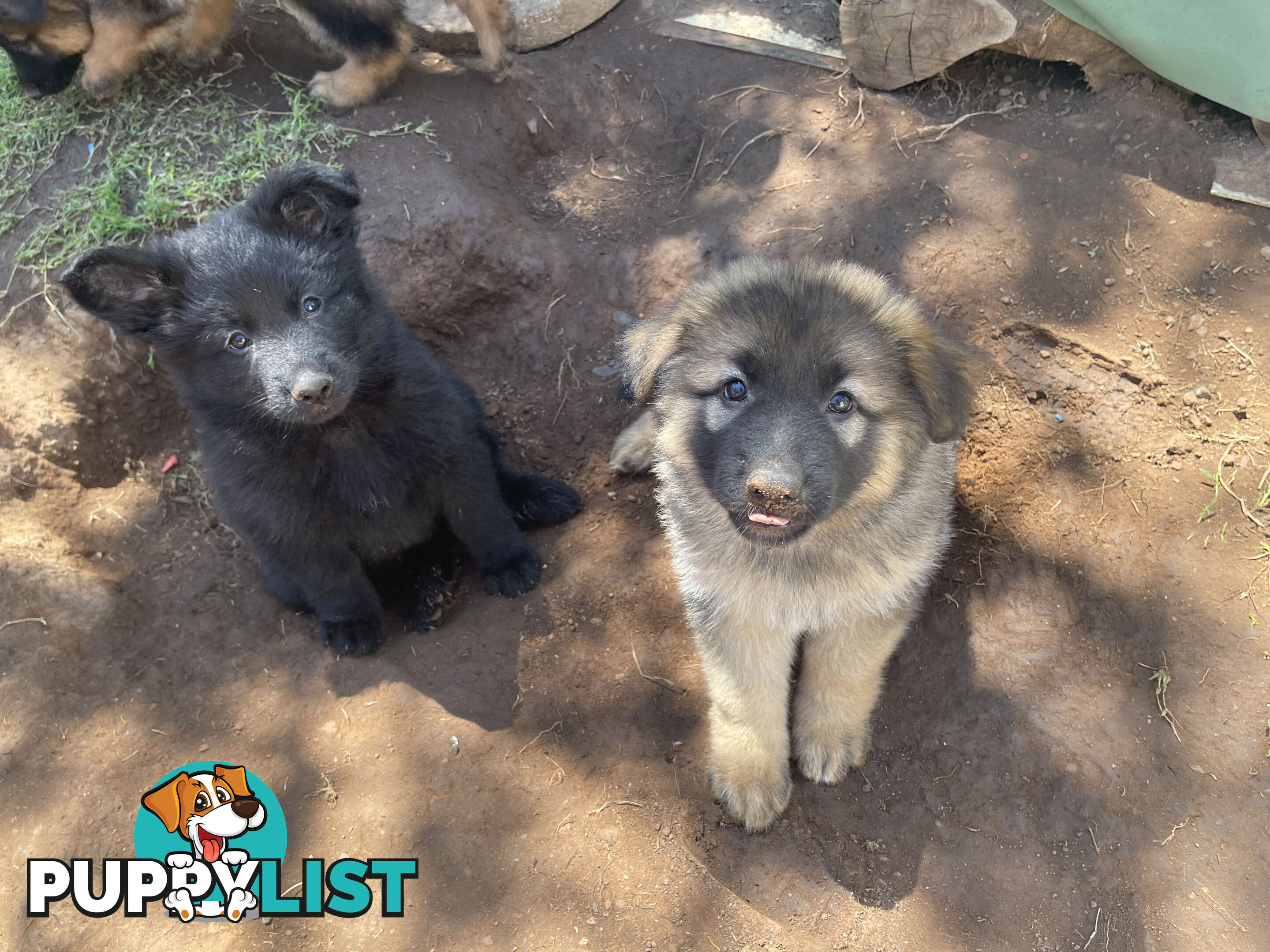 German Shepherd puppies