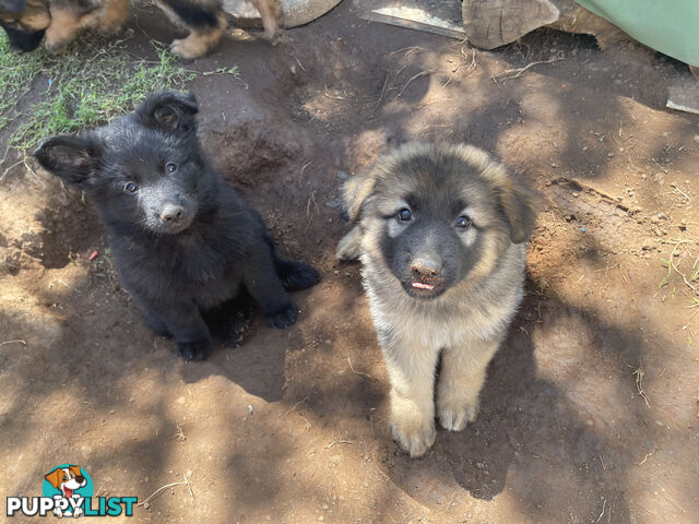 German Shepherd puppies