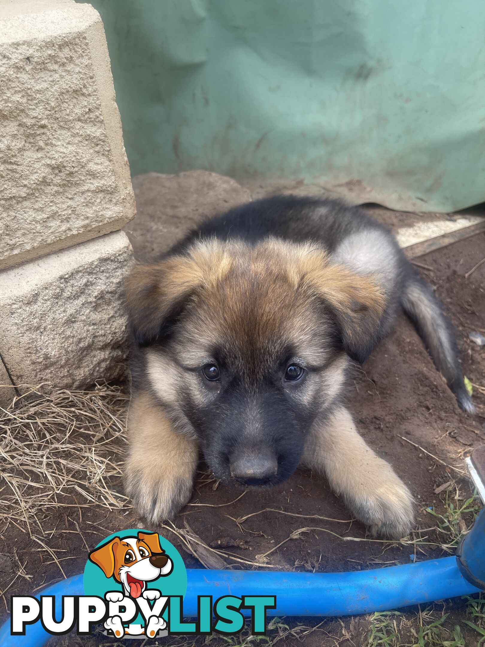 German Shepherd puppies