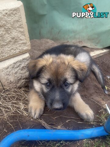 German Shepherd puppies