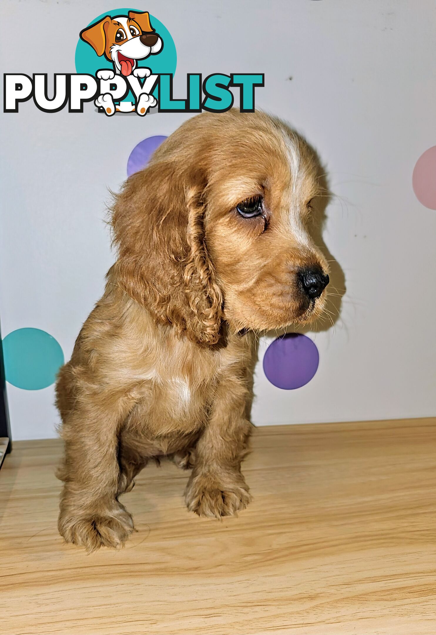 Pure Cocker Spaniel Female Puppy