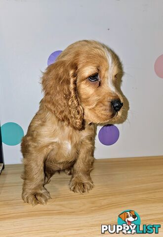 Pure Cocker Spaniel Female Puppy