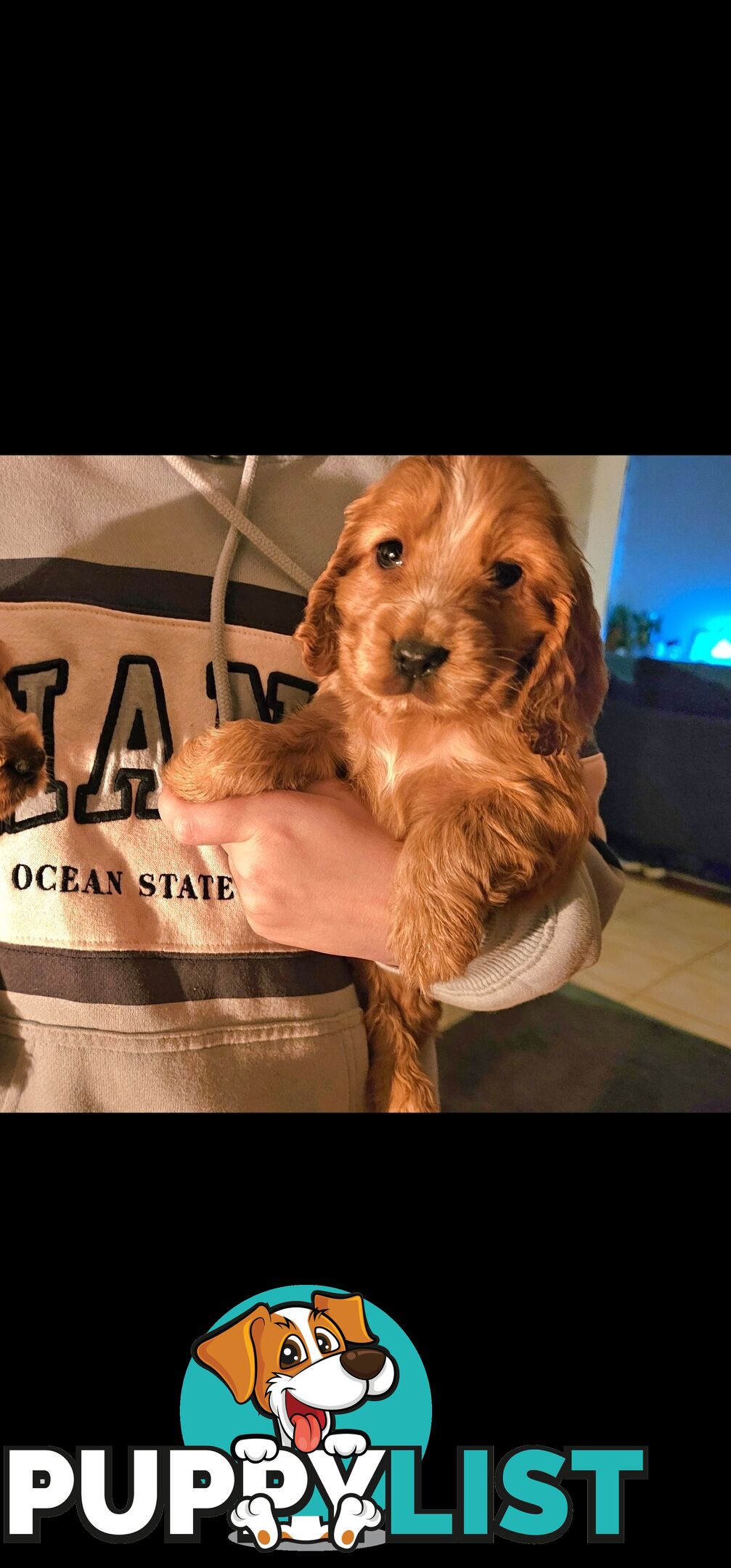 Pure Cocker Spaniel Female Puppy