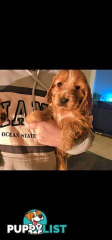 Pure Cocker Spaniel Female Puppy