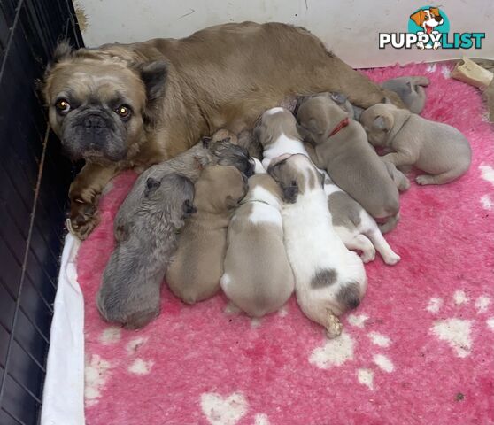 FRENCH BULLDOG PUPPIES