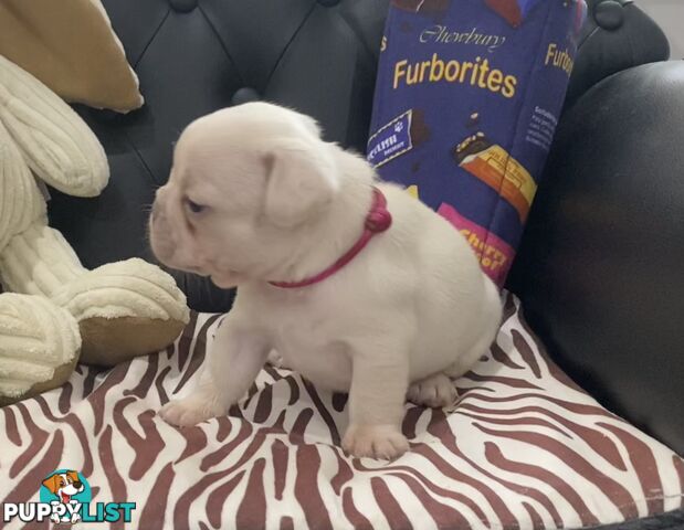 FRENCH BULLDOG PUPPIES