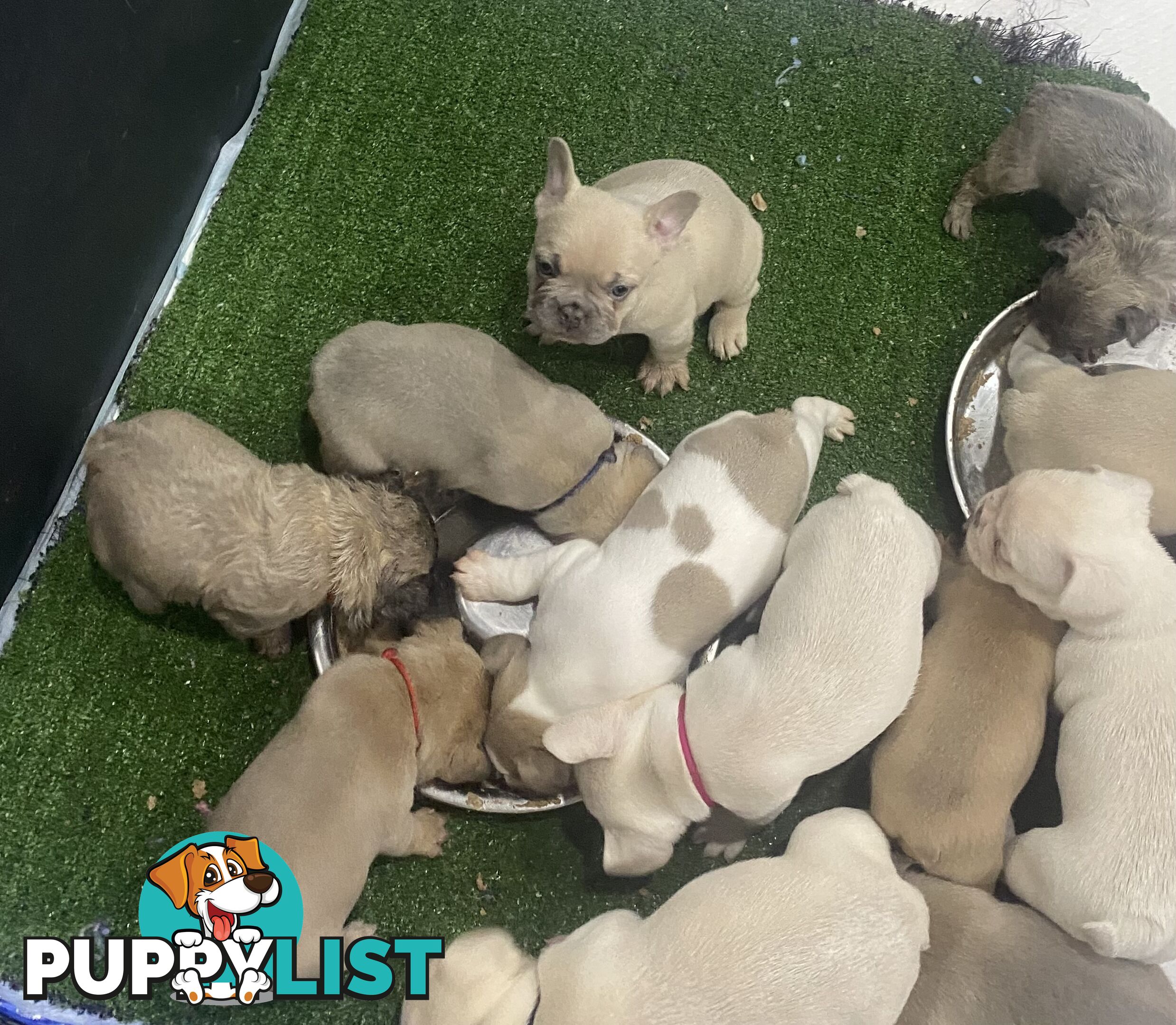 FRENCH BULLDOG PUPPIES