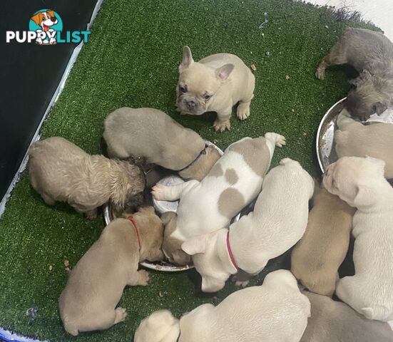 FRENCH BULLDOG PUPPIES