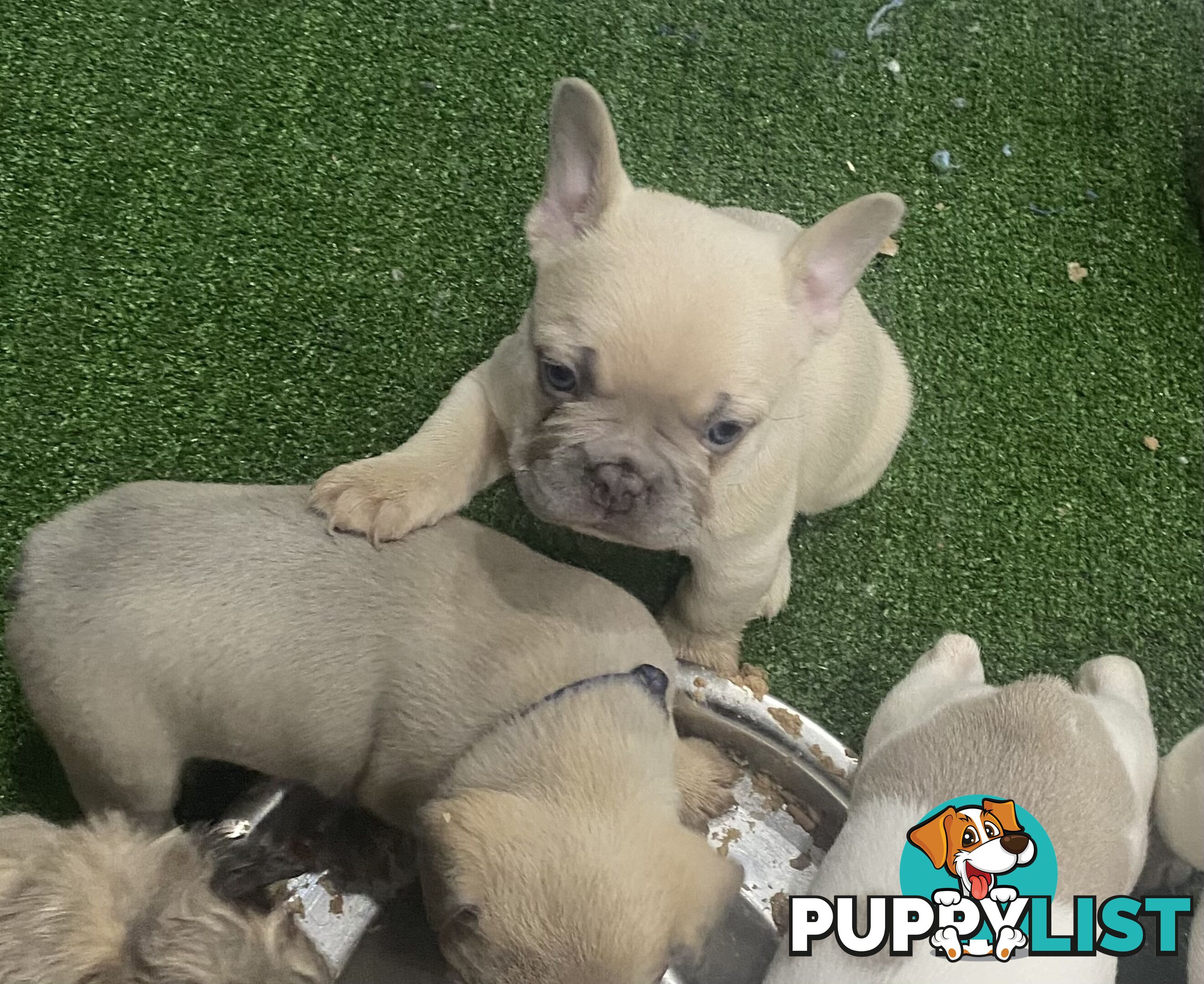 FRENCH BULLDOG PUPPIES