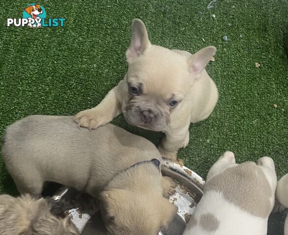 FRENCH BULLDOG PUPPIES