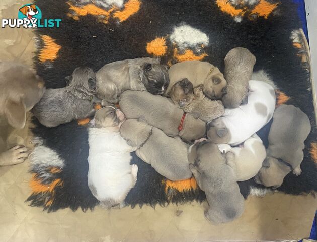 FRENCH BULLDOG PUPPIES