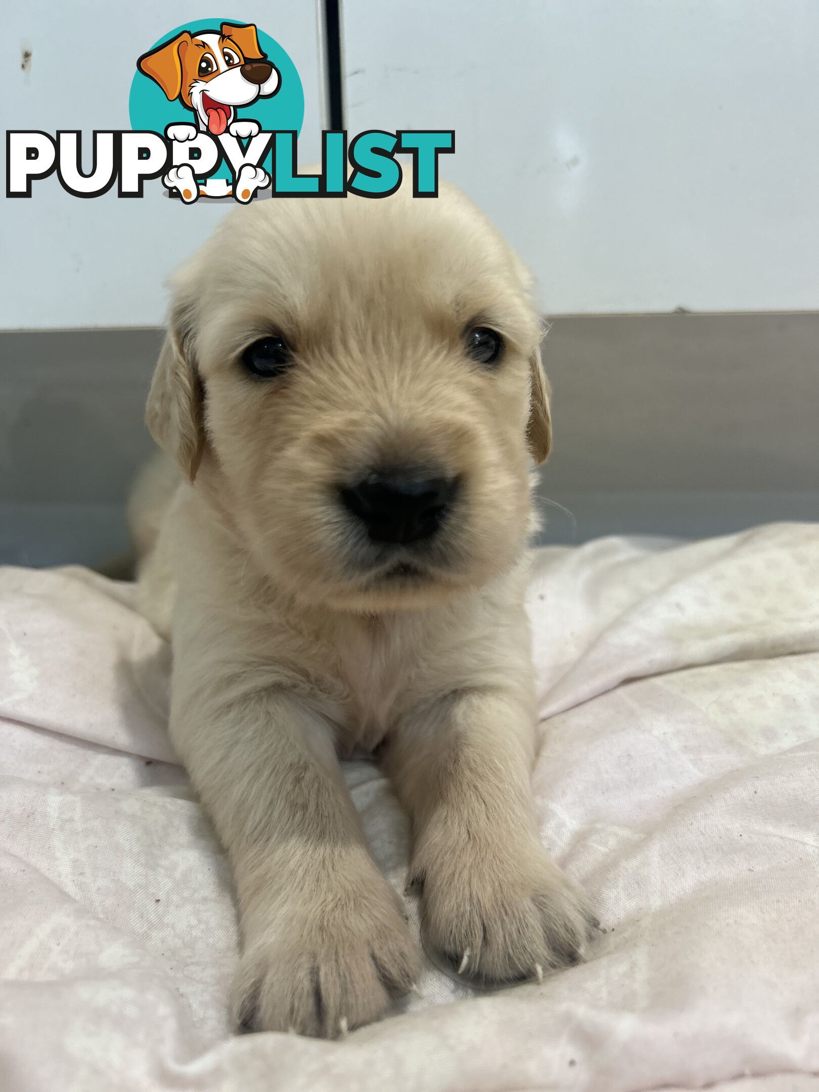 Golden Retriever Puppies