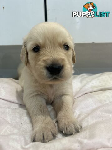 Golden Retriever Puppies