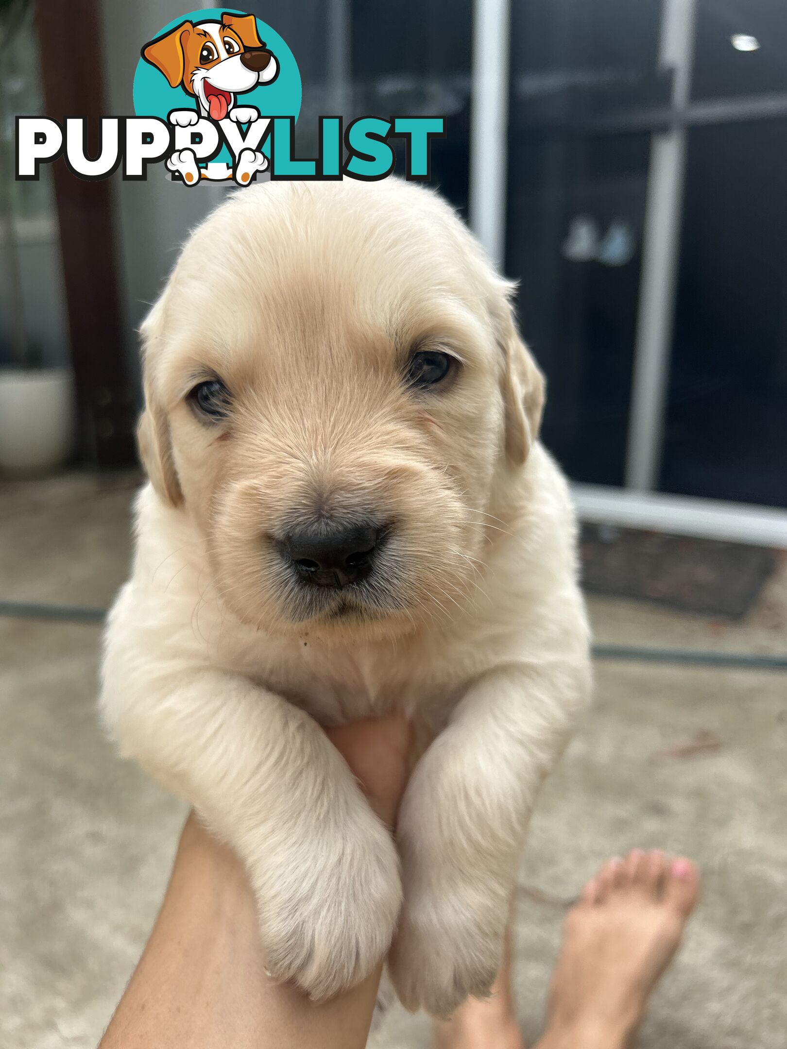 Golden Retriever Puppies