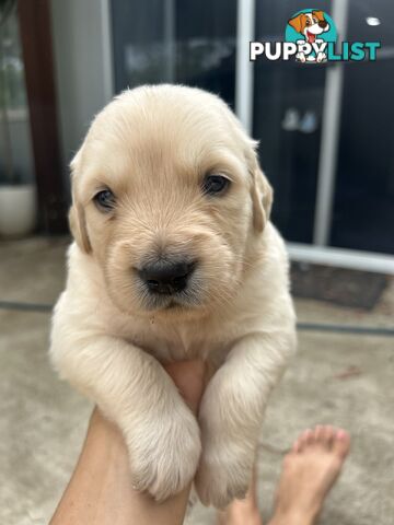 Golden Retriever Puppies