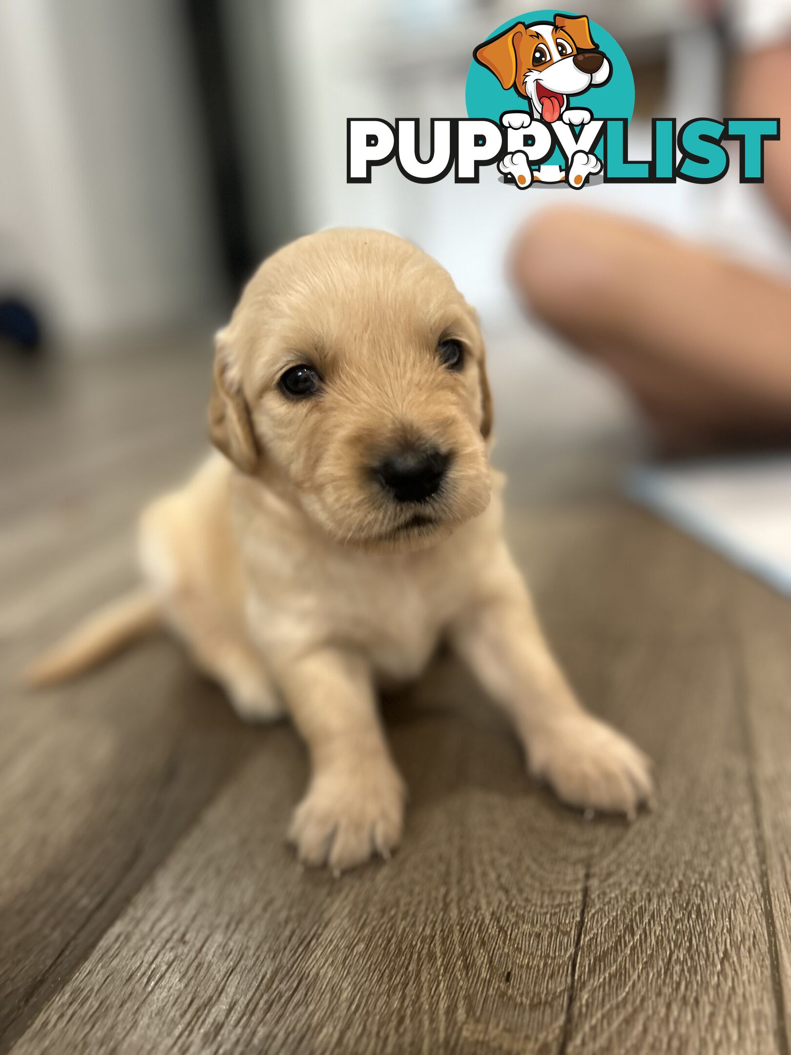 Golden Retriever Puppies