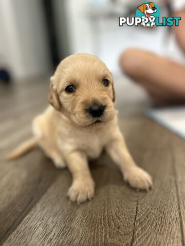 Golden Retriever Puppies