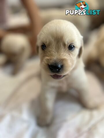 Golden Retriever Puppies