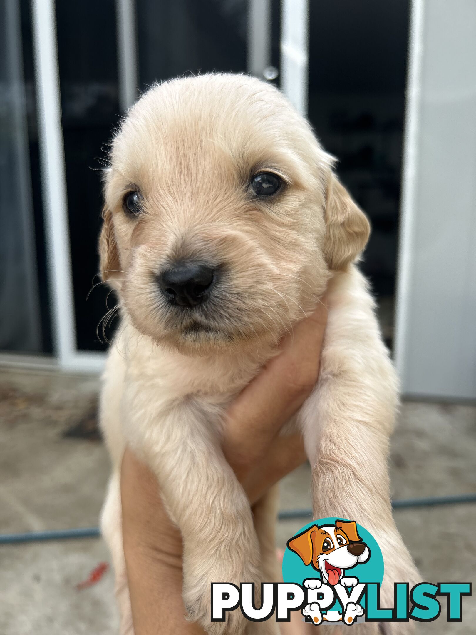 Golden Retriever Puppies