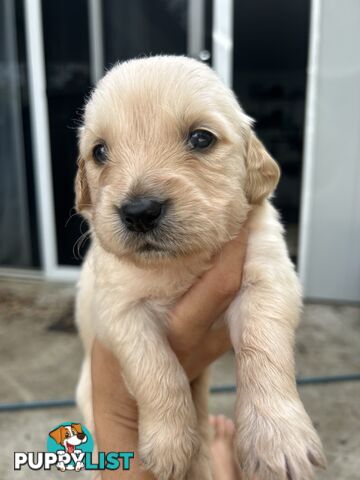 Golden Retriever Puppies