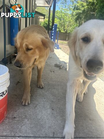 Golden Retriever Puppies