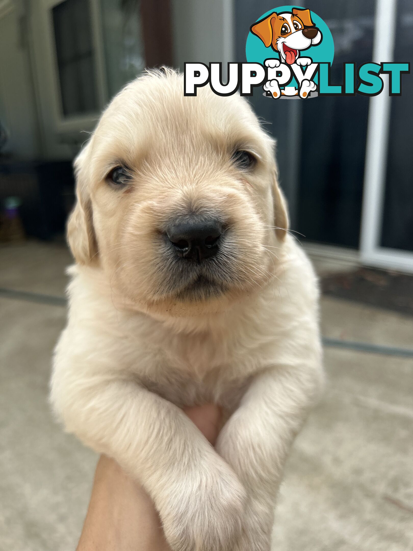 Golden Retriever Puppies