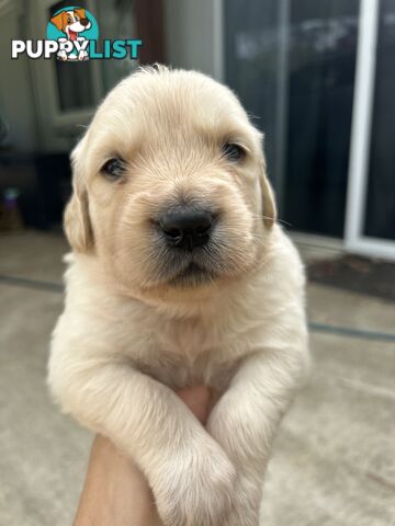 Golden Retriever Puppies