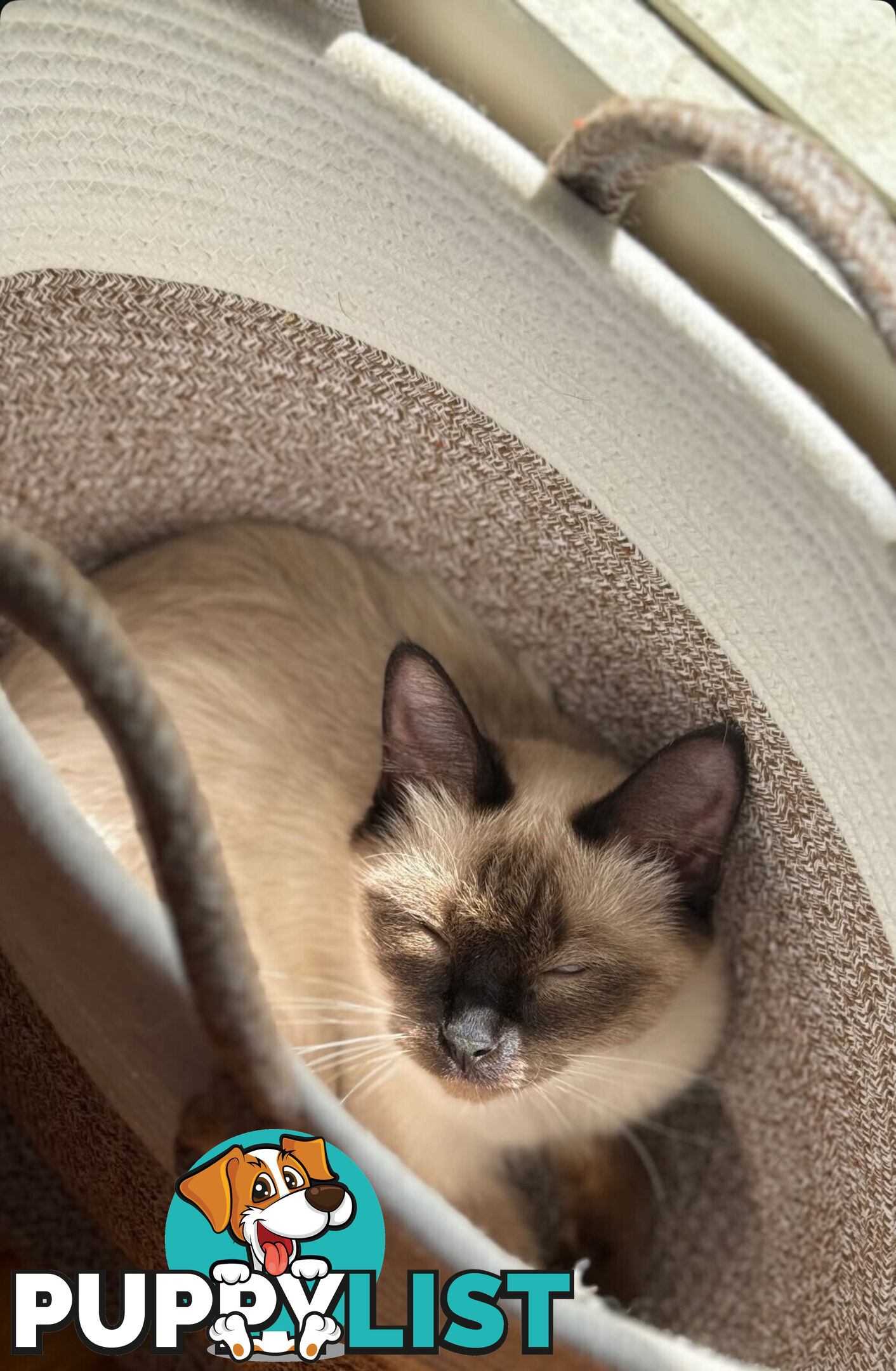 RAGDOLL KITTENS FOR SALE 2 MALE AND 2 FEMALE