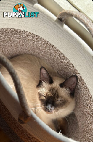 RAGDOLL KITTENS FOR SALE 2 MALE AND 2 FEMALE