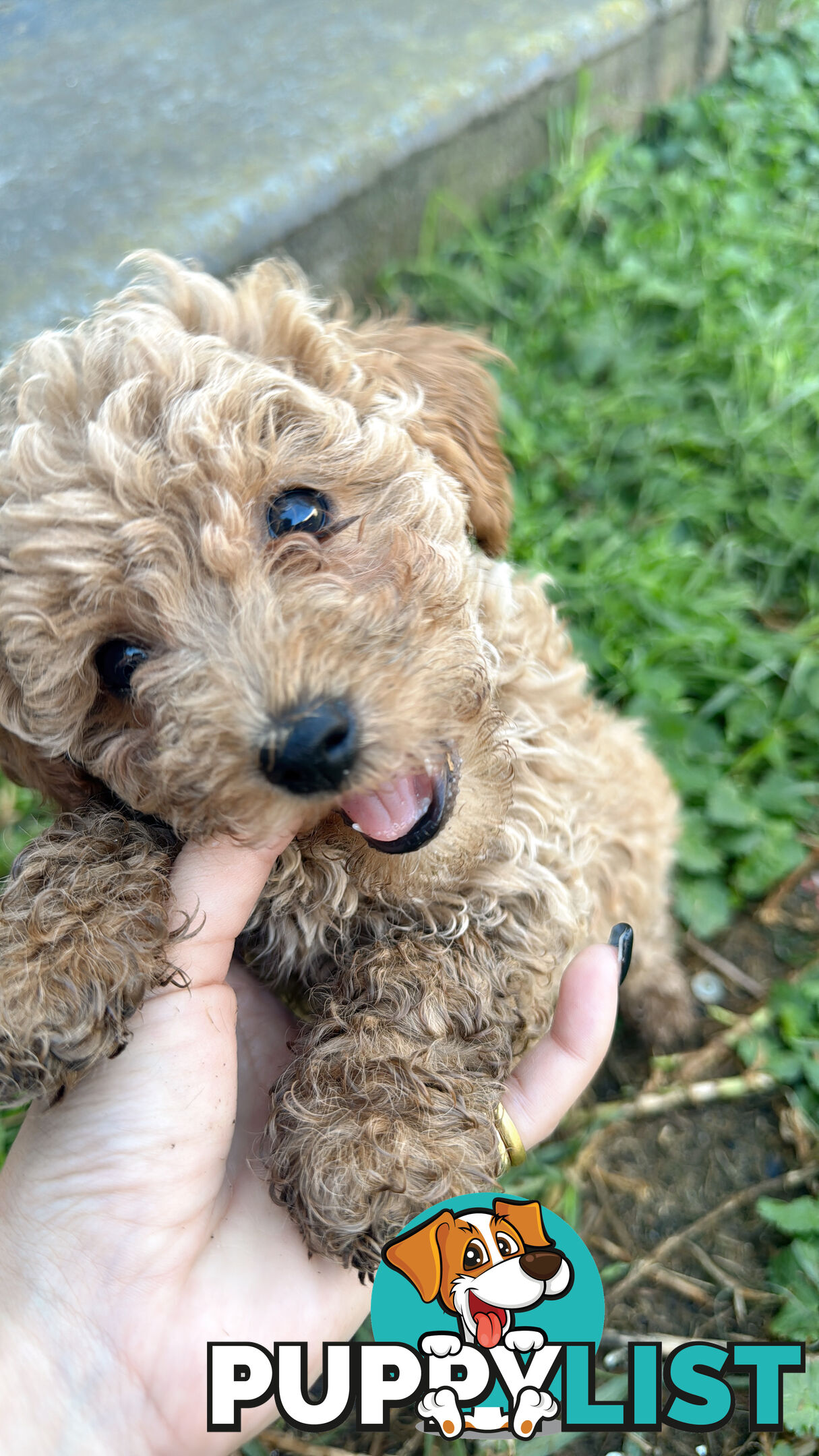8 week old
