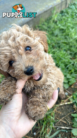 8 week old